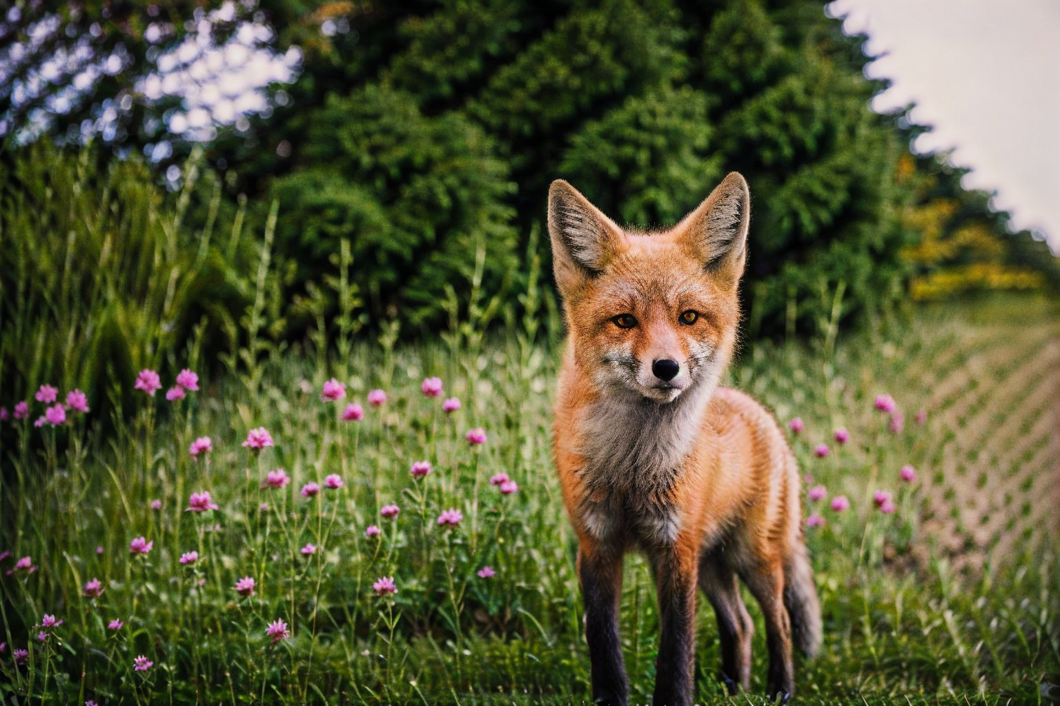 62501457-3099858181-_lora_animals-HXZ_0.75_polar animals, animals, no humans, realistic, flower, blurry, outdoors,arctic fox,roarumber,iridescent,.png